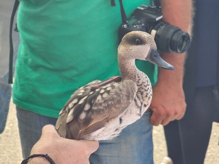 MEDIO AMBIENTE. MAZARRÓN ACOGE LA PRIMERA SUELTA DE 20 CERCETAS PARDILLAS PARA SALVARLAS DE LA EXTINCIÓN