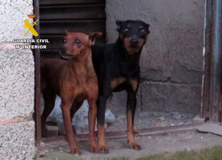 La Guardia Civil investiga a una persona por golpear a su perro, de raza pequeña, en plena calle en Mazarrón, entre otras.