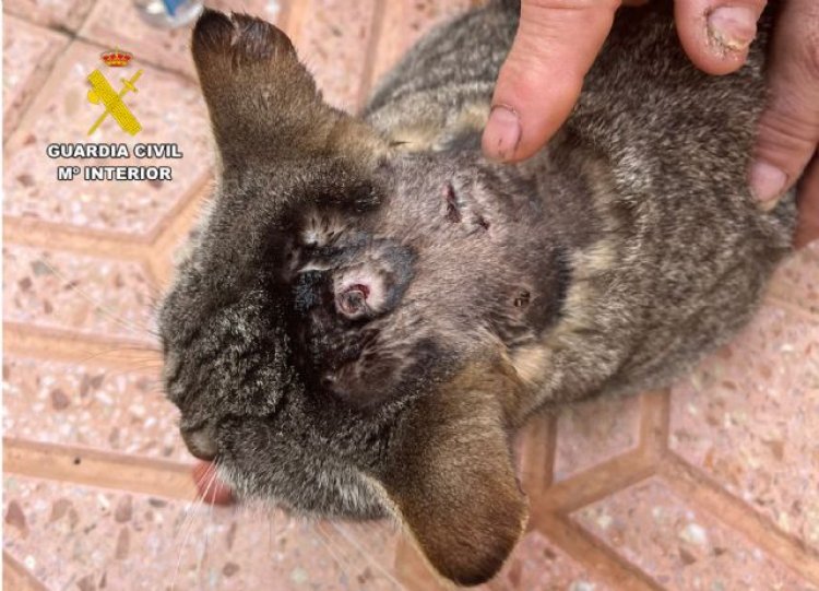 La Guardia Civil investiga a una persona por golpear a su perro, de raza pequeña, en plena calle en Mazarrón, entre otras.