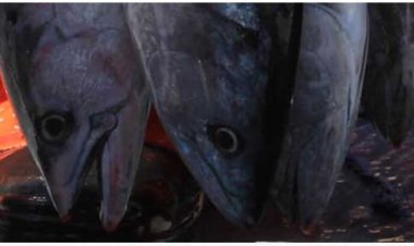 Gastronomía típica de Mazarrón. Cazuela empanada de melva al estilo Bolnuevo