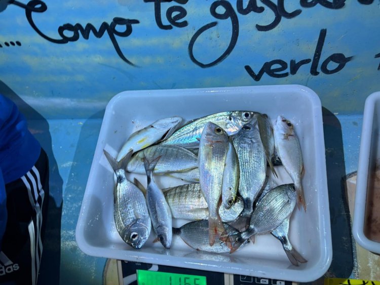 El pasado sábado se celebró en agua de la playa de Bolnuevo en horario de 21h a 02h, el quinto social de la temporada 2025 del Club de Pesca Puerto de  Mazarron.