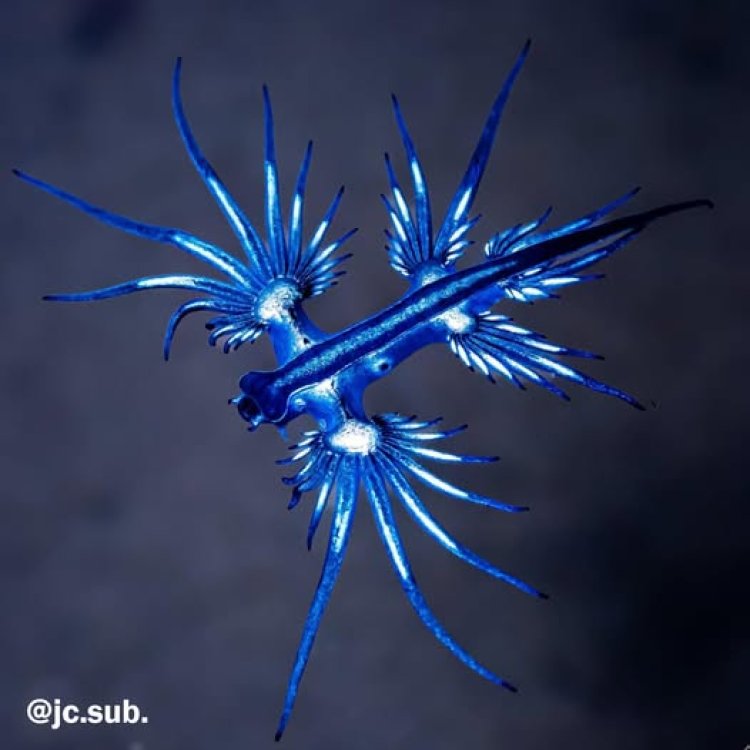 Ayuntamiento de Guardamar del Segura: Se informa que el dragón azul (Glaucus atlanticus) tuvo presencia en nuestras playas entre los días 20 y 23 de agosto.