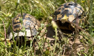 Abierto un plazo de dos meses para realizar aportaciones al Plan de Conservación de la Tortuga Mora