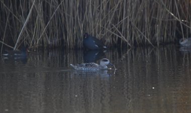 Medio Ambiente somete a información pública el Plan de Recuperación de la cerceta pardilla