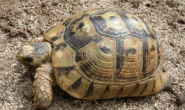 El Ayuntamiento de Mazarrón presenta alegaciones contra el Plan de Conservación de la Tortuga Mora, protegiendo los intereses de vecinos y agricultores