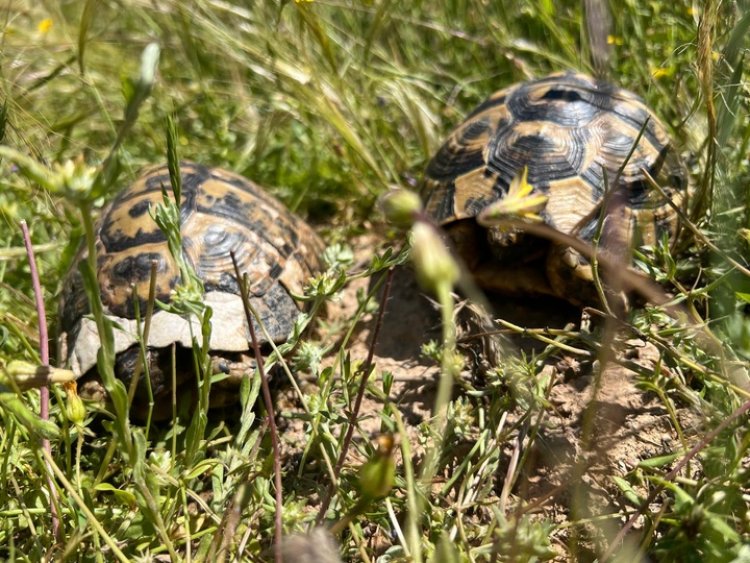 Abierto un plazo de dos meses para realizar aportaciones al Plan de Conservación de la Tortuga Mora