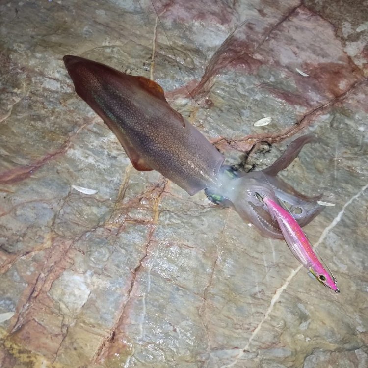 Andrés Pérez Andreu se impone en el segundo social de Eging del Club de Pesca Puerto de Mazarrón