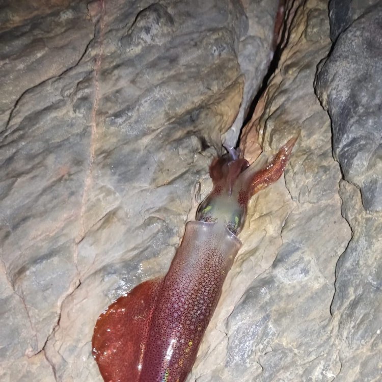 Andrés Pérez Andreu se impone en el segundo social de Eging del Club de Pesca Puerto de Mazarrón