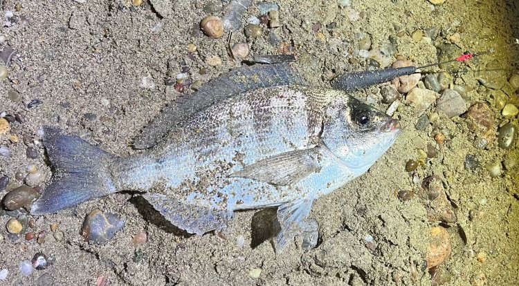 PAKICO MATEO, CAMPEÓN DE LA TEMPORADA 2025 DEL CLUB DE PESCA PUERTO DE MAZARRÓN