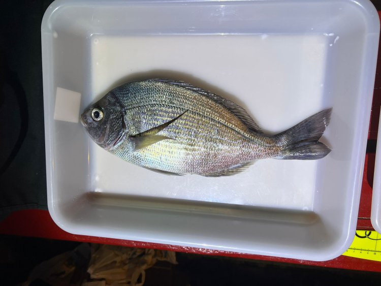 PAKICO MATEO, CAMPEÓN DE LA TEMPORADA 2025 DEL CLUB DE PESCA PUERTO DE MAZARRÓN