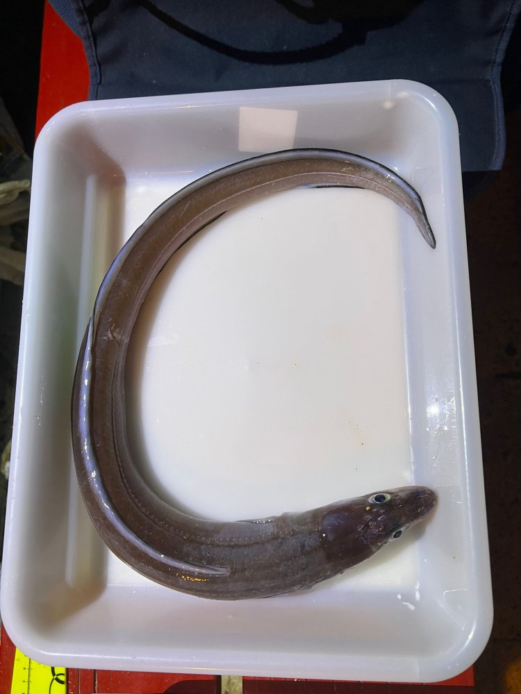 PAKICO MATEO, CAMPEÓN DE LA TEMPORADA 2025 DEL CLUB DE PESCA PUERTO DE MAZARRÓN