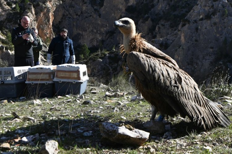 La Región registra el mayor número de parejas de buitre leonado de su historia y casi cuadriplica la población en la última década