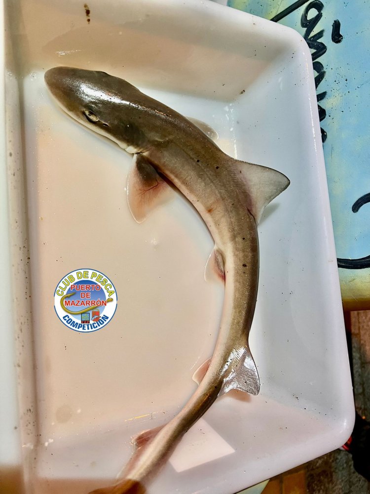 Club de Pesca Puerto de Mazarrón