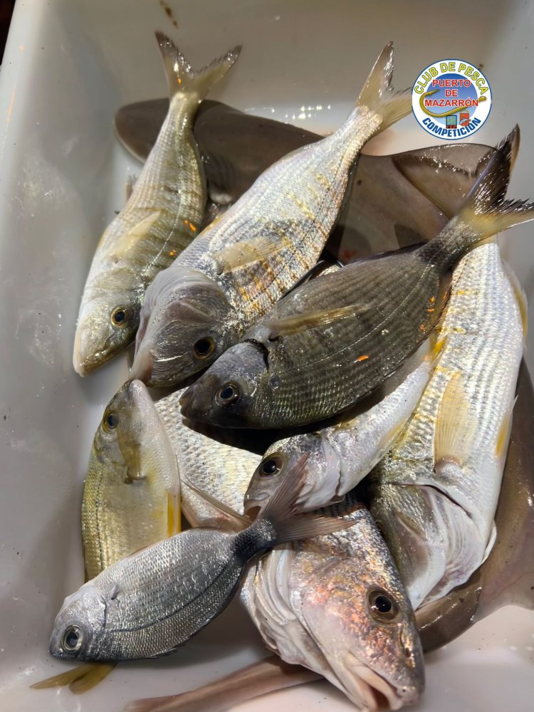 Club de Pesca Puerto de Mazarrón