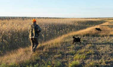 La Región de Murcia impulsa una veda de caza sostenible que también vela por la recuperación de la tórtola europea y la codorniz común