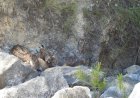El nacimiento de 4 cachorros de lince ibérico confirma a las Tierras Altas de Lorca como un enclave idóneo para la pervivencia de la especie