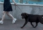 XIV Concurso Canino Nacional de Mazarrón en el paseo del Puerto de Mazarrón