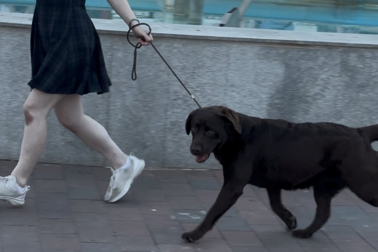 XIV Concurso Canino Nacional de Mazarrón en el paseo del Puerto de Mazarrón