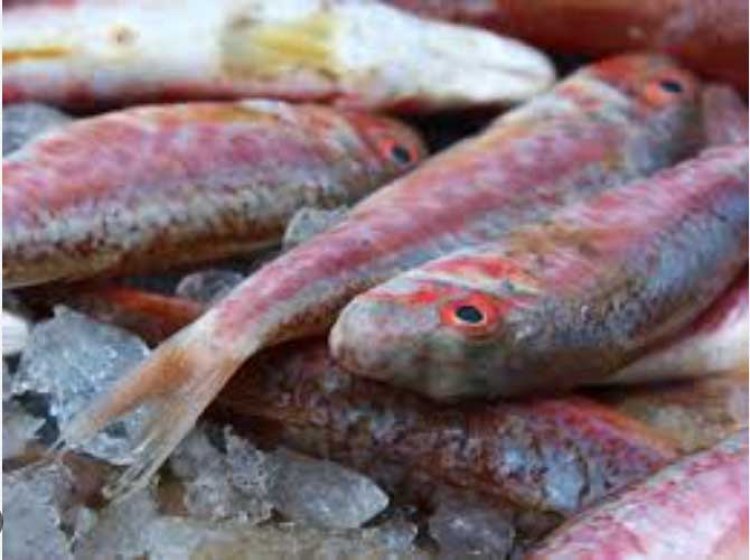 ¿Buscas Restaurantes en el Puerto de Mazarrón? Te facilitamos una guia de algunos de ellos,  donde puedes disfrutar de diferentes tipos de comida.