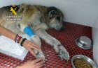 La Guardia Civil investiga en Mazarrón al propietario de unos perros por maltrato animal