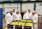El Gobierno regional impulsa la competitividad del sector hortofrutícola con 89,7 millones de euros en ayudas a los productores