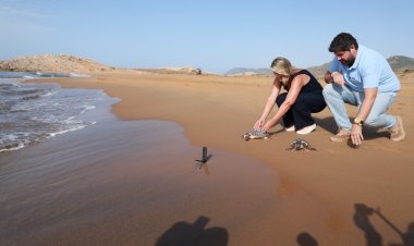 Casi 300 tortugas bobas han sido liberadas en la costa de la Región de Murcia desde 2019