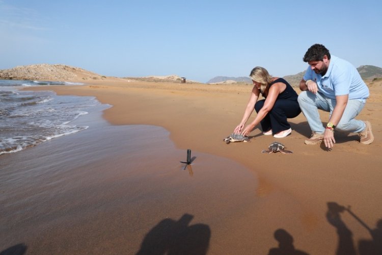 Casi 300 tortugas bobas han sido liberadas en la costa de la Región de Murcia desde 2019