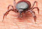 Alerta por el aumento de garrapatas: especial atención en las zonas rurales de Mazarrón