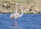 Flamencos en Bolnuevo: la sorprendente visita de unas aves que encuentran en Mazarrón un refugio natural