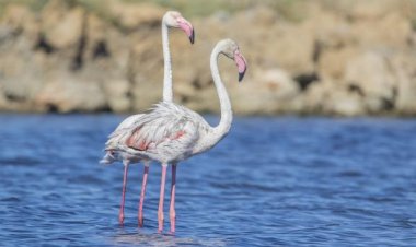Flamencos en Bolnuevo: la sorprendente visita de unas aves que encuentran en Mazarrón un refugio natural