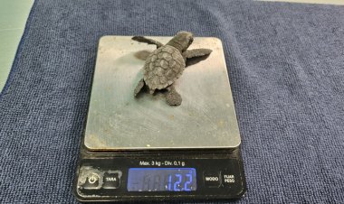 Concluye el proceso de eclosión de los dos nidos de tortuga boba registrados este verano en la Región con 136 ejemplares
