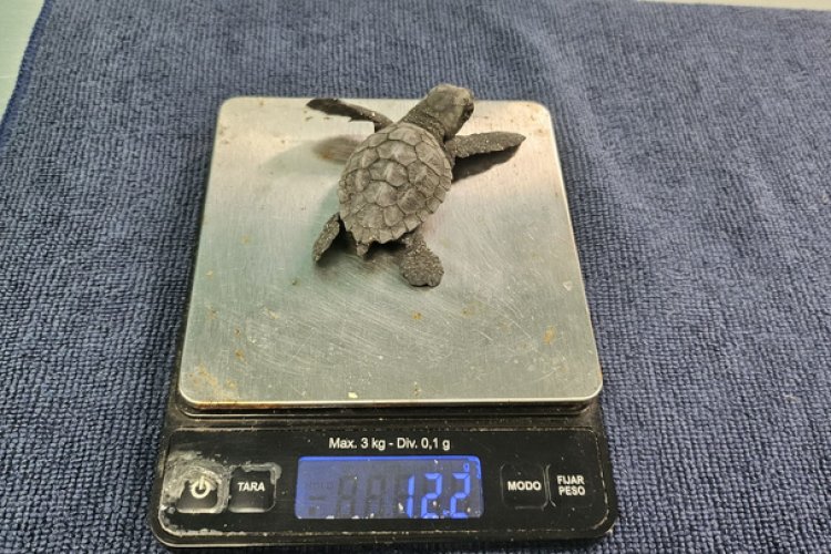 Concluye el proceso de eclosión de los dos nidos de tortuga boba registrados este verano en la Región con 136 ejemplares