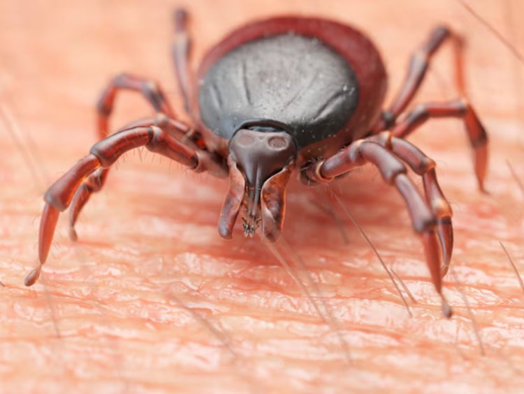 Alerta por el aumento de garrapatas: especial atención en las zonas rurales de Mazarrón