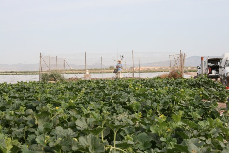 Los datos que ayudan al campo de Mazarrón a ahorrar agua