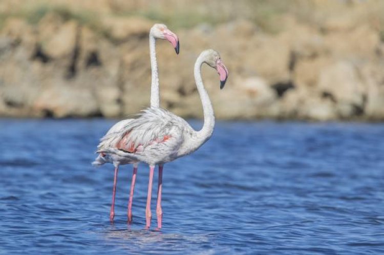 Flamencos en Bolnuevo: la sorprendente visita de unas aves que encuentran en Mazarrón un refugio natural