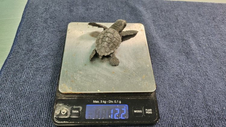 Concluye el proceso de eclosión de los dos nidos de tortuga boba registrados este verano en la Región con 136 ejemplares