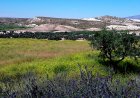 Mazarrón mira al nuevo fondo regional para aliviar la crisis del campo de secano