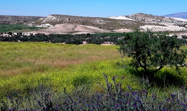 Mazarrón mira al nuevo fondo regional para aliviar la crisis del campo de secano