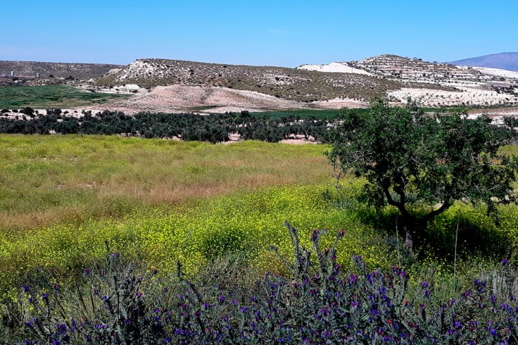 Mazarrón mira al nuevo fondo regional para aliviar la crisis del campo de secano
