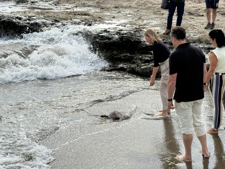 La Región alcanza con 11 ejemplares en 2026 su récord de tortugas bobas liberadas tras pasar por el Centro de Recuperación de Fauna Silvestre
